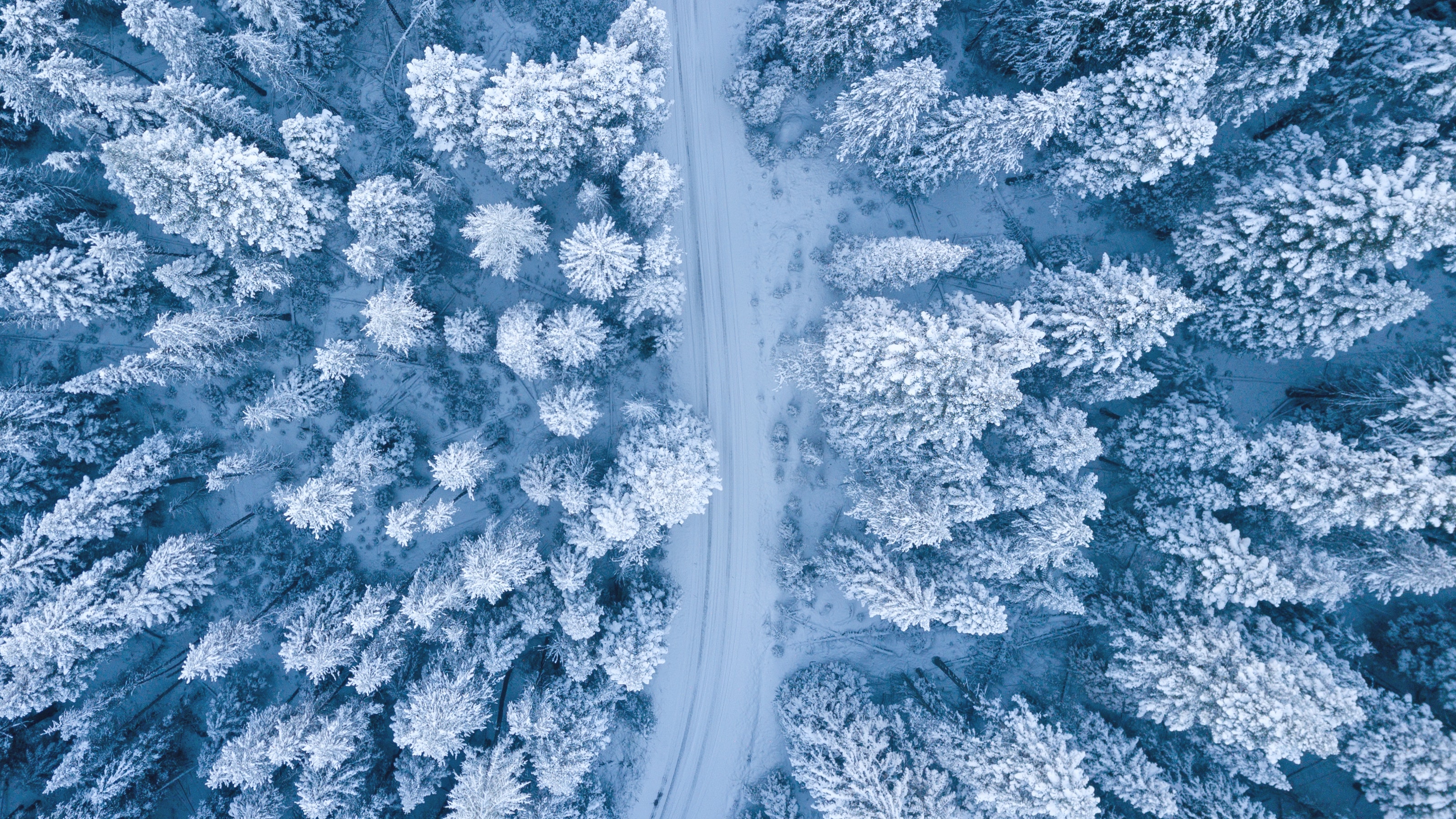 aerial-photography-of-trees-1438761.jpg