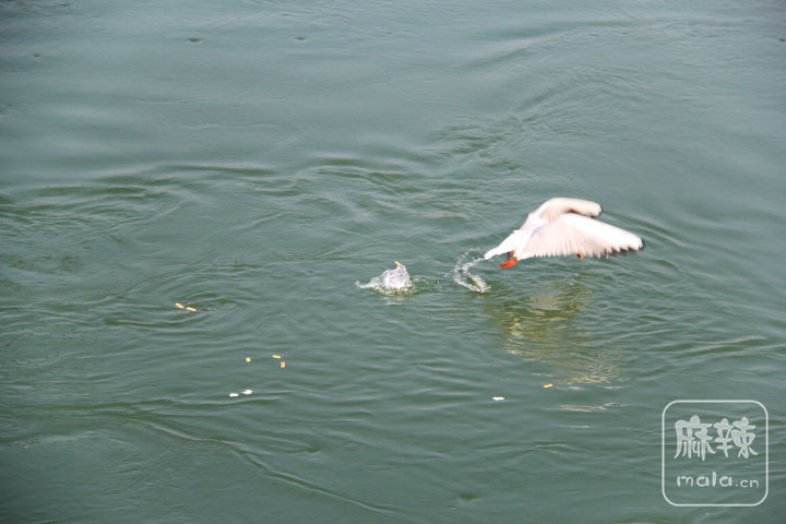 IMG_0066.jpg