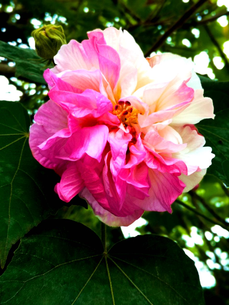 095019t2j66jul7lduccow.jpg