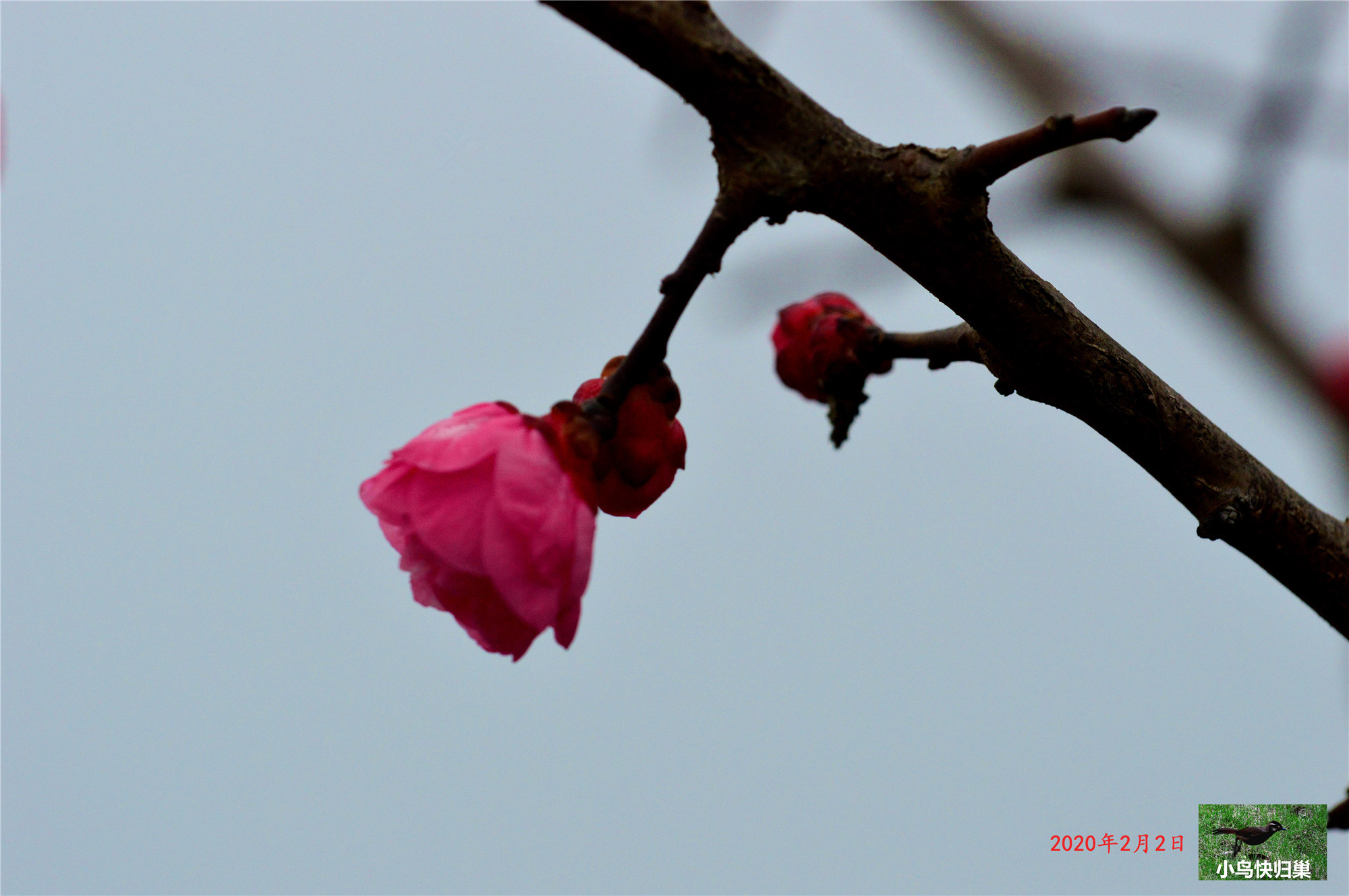 170500fqvf1p6whpt4xy15.jpg