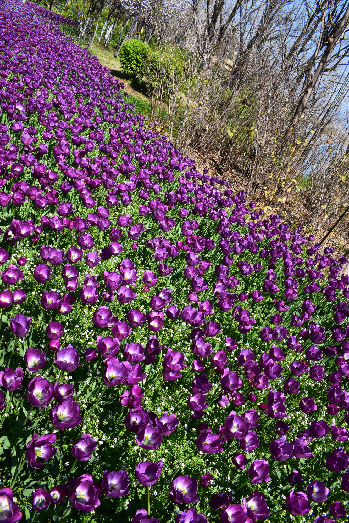 邛泸景区重新开放,邛海观鸟岛湿地公园赏郁金香花海,原图奉上,美得很!