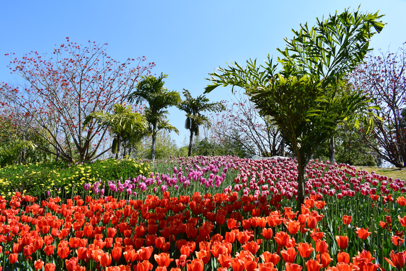 附近的花海景点免费图片