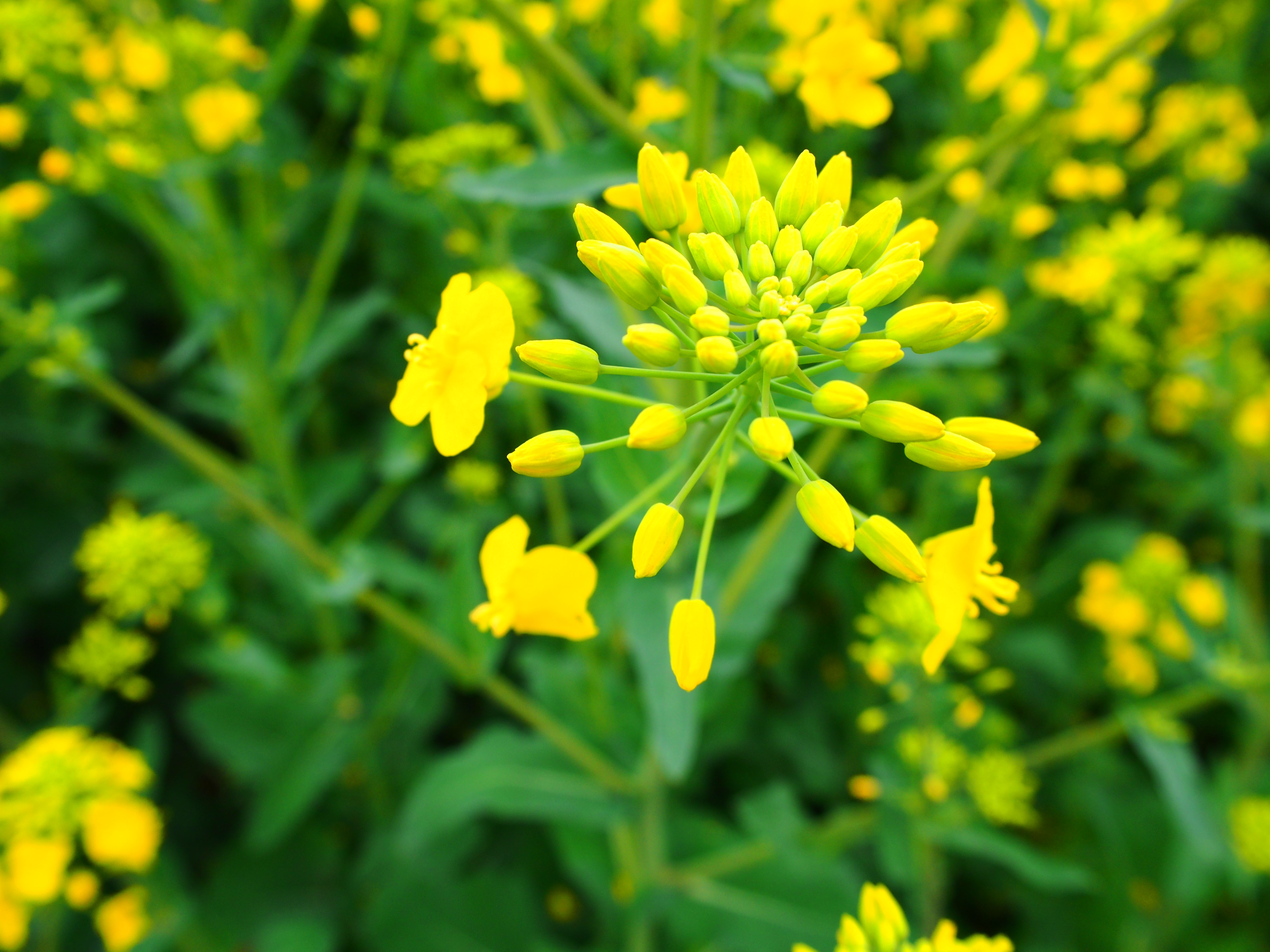 [走遍四川] 小镇的油菜花