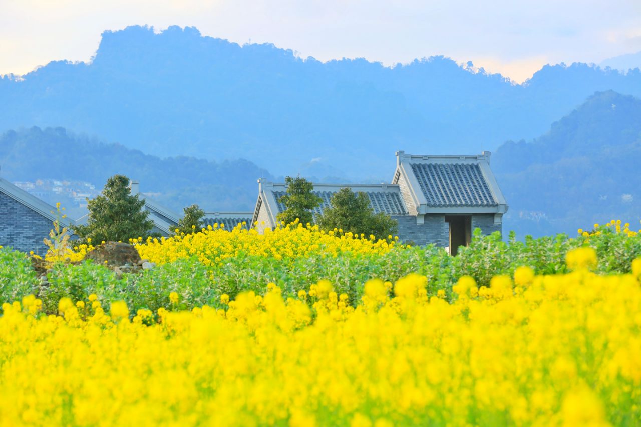 它山堰油菜花图片