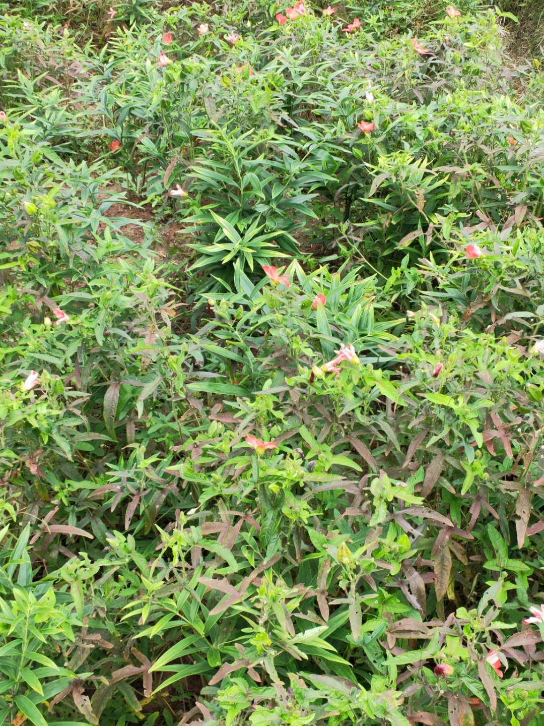 五指山参种子,干花,干根出售.自产自销.