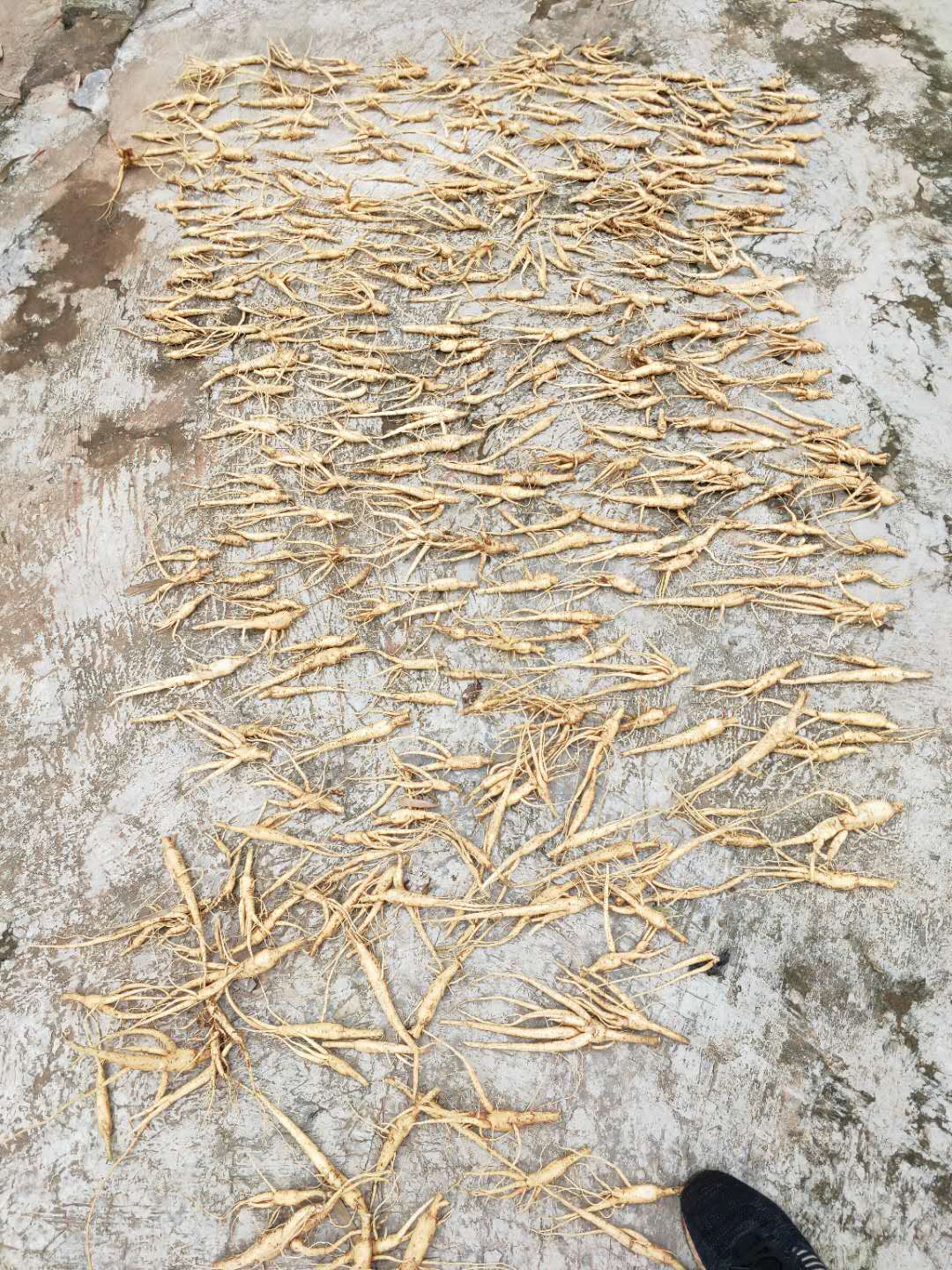 五指山参种子,干花,干根出售.自产自销.