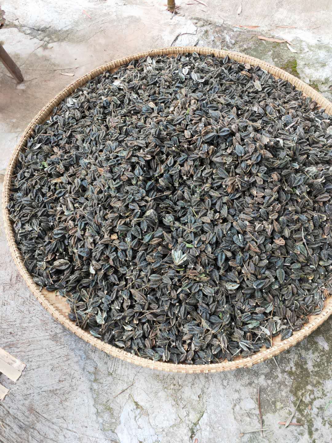 五指山参种子,干花,干根出售.自产自销.