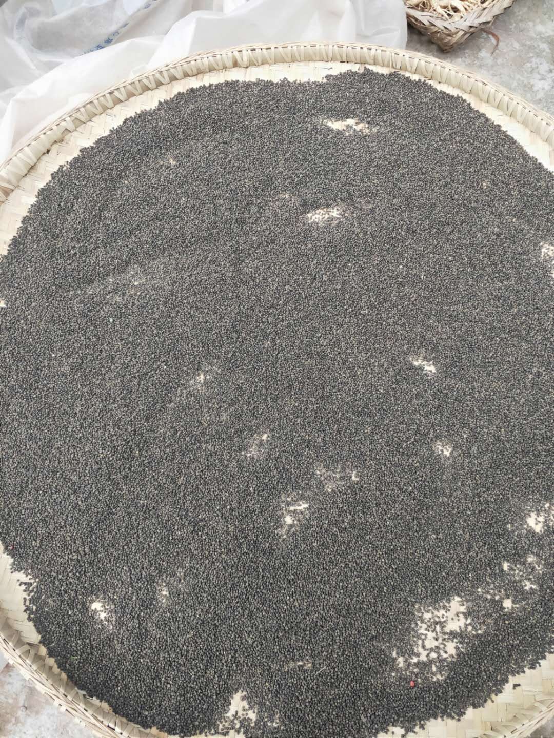 五指山参种子,干花,干根出售.自产自销.