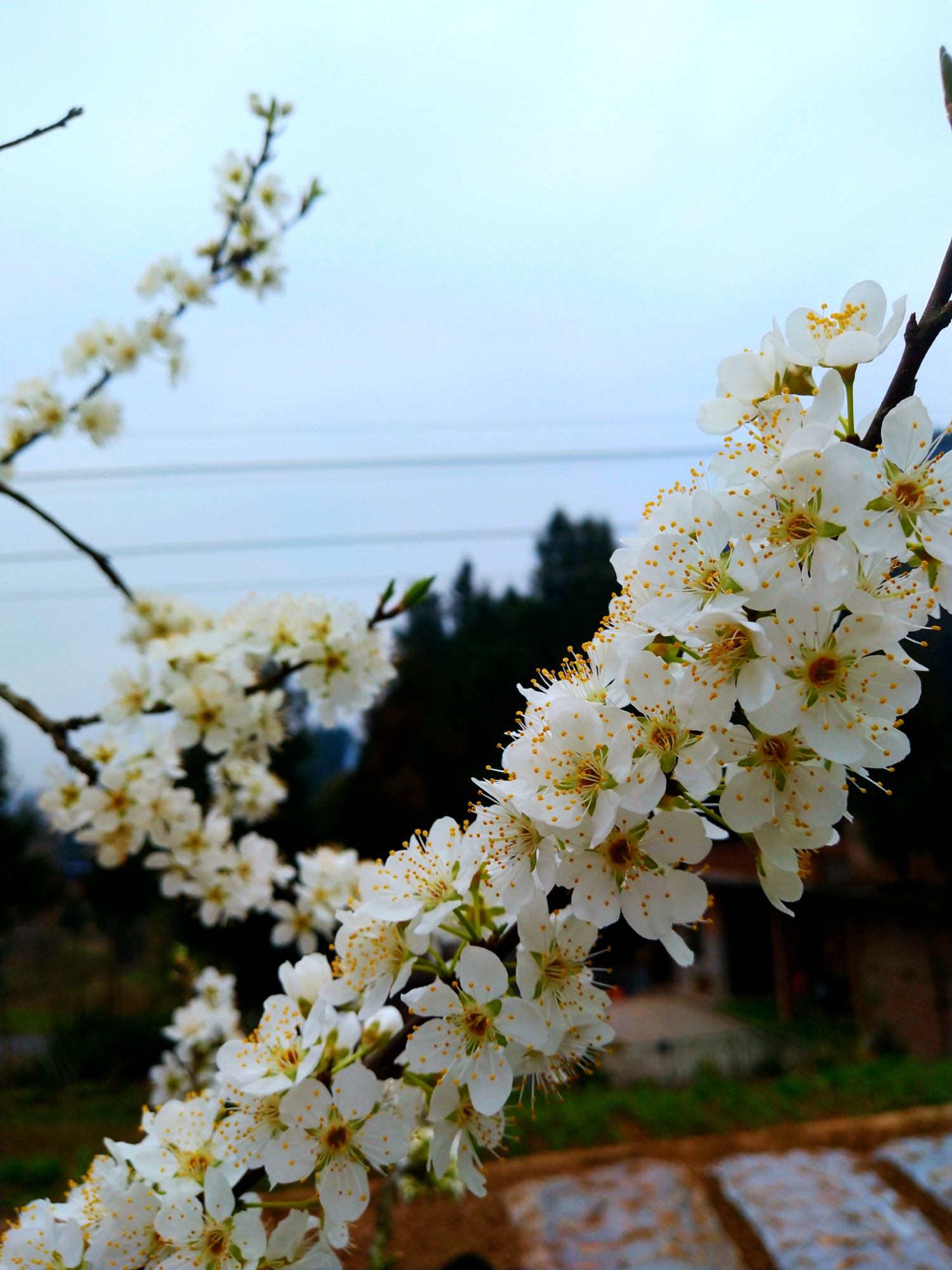 门前的李子树花盛开了