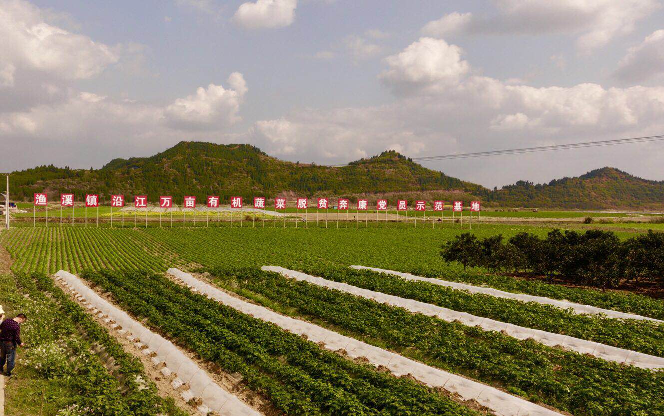 南充渔溪镇油菜花路线图片