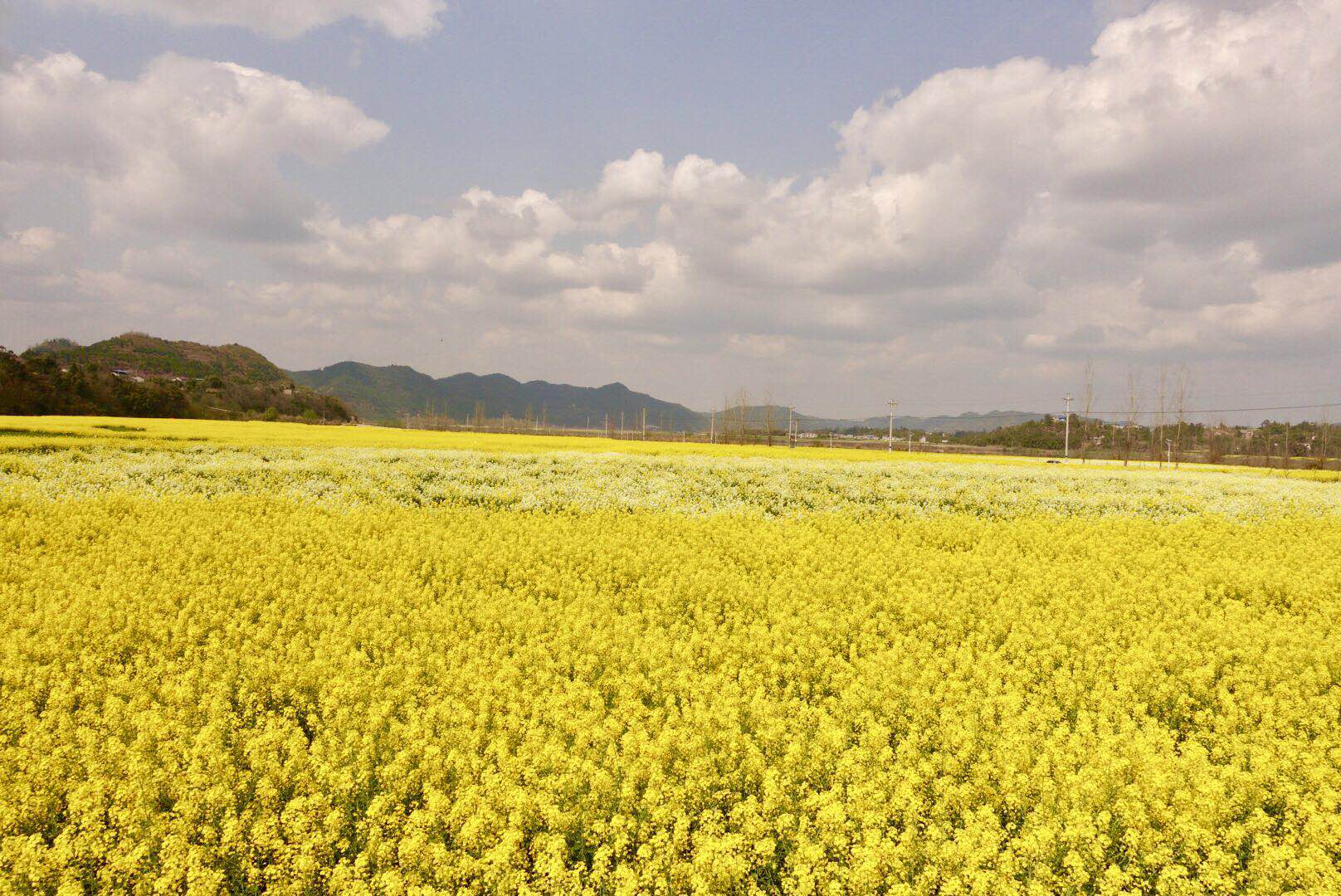 南充渔溪镇油菜花路线图片