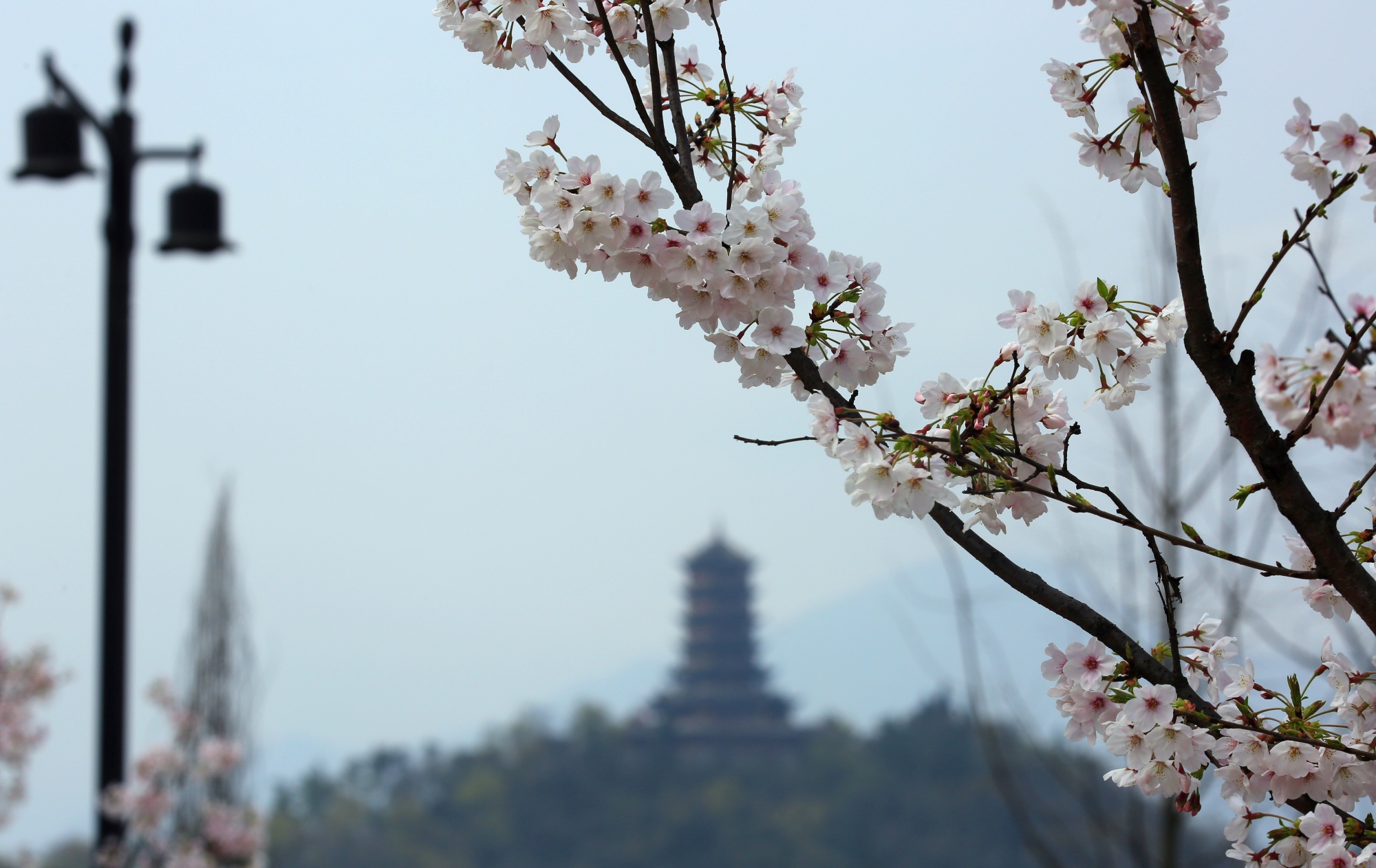 浣花溪公园樱花图片