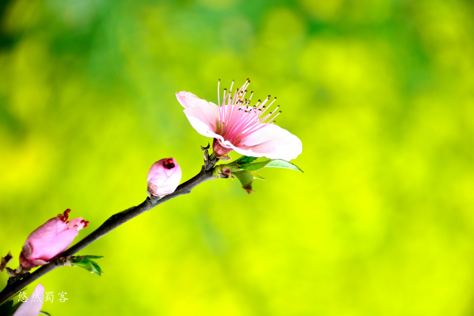 211452wwnm4cgmy6gnzu39.jpg