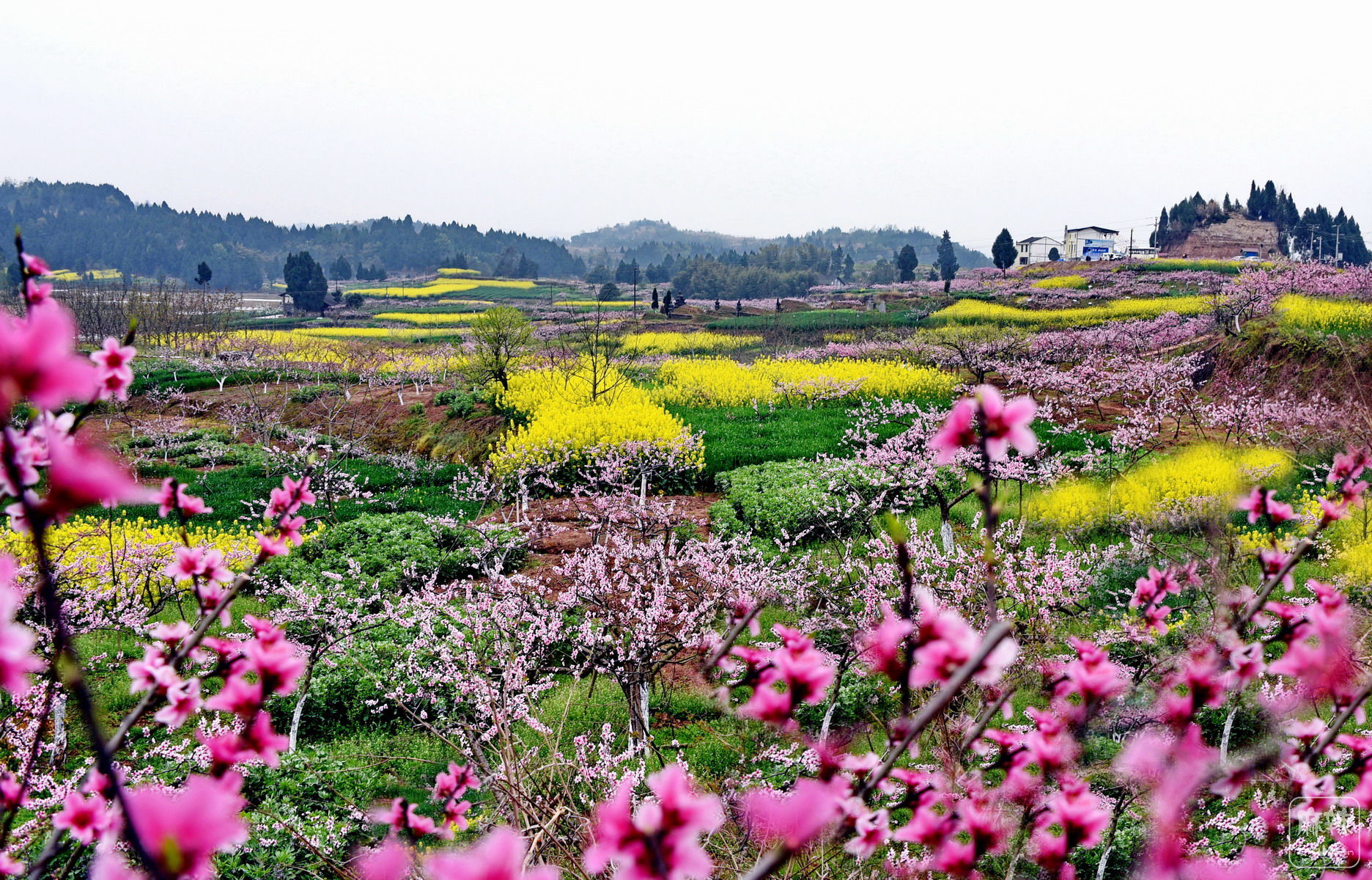 西充桃花图片