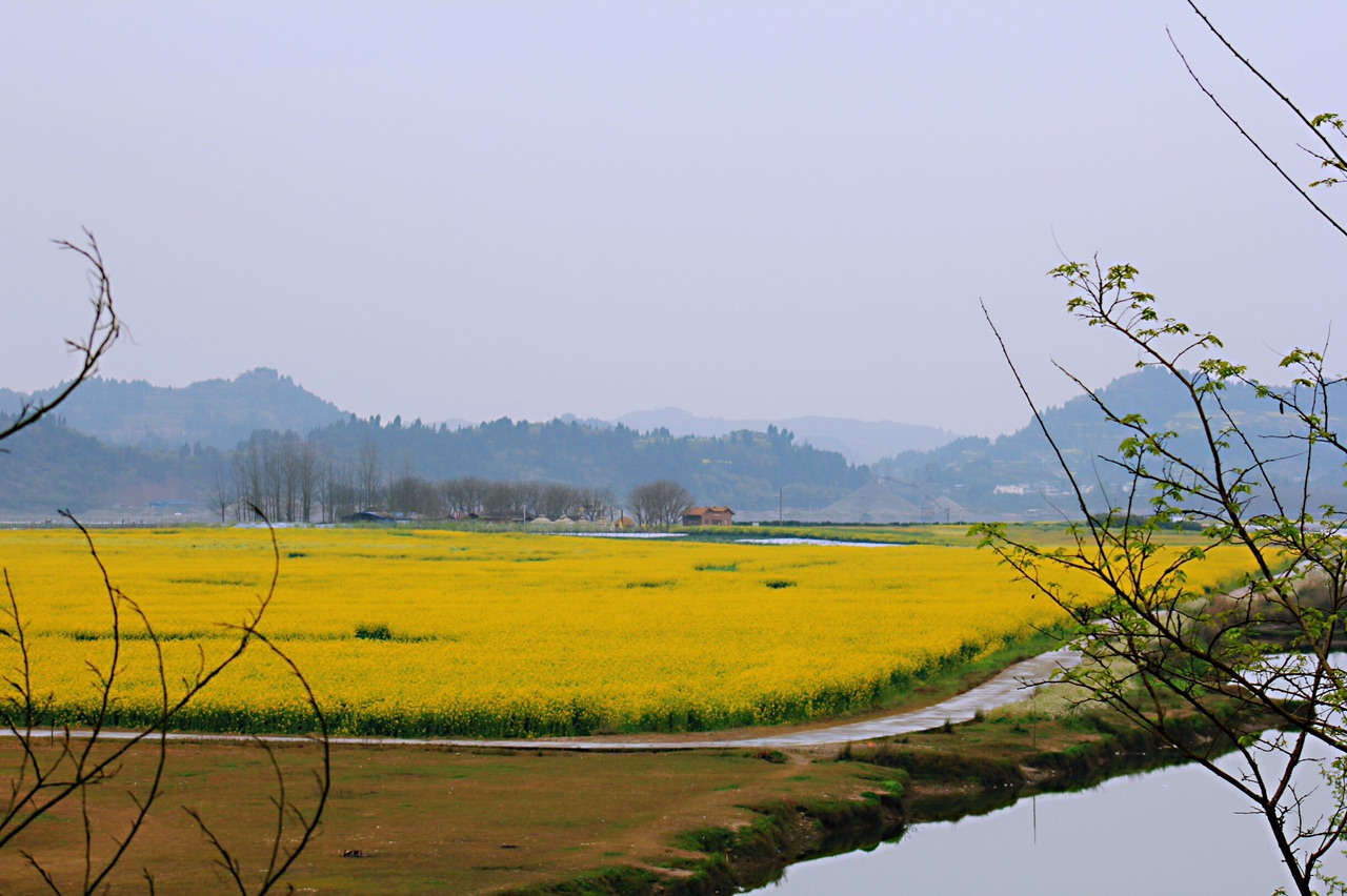 南充渔溪镇油菜花地址图片