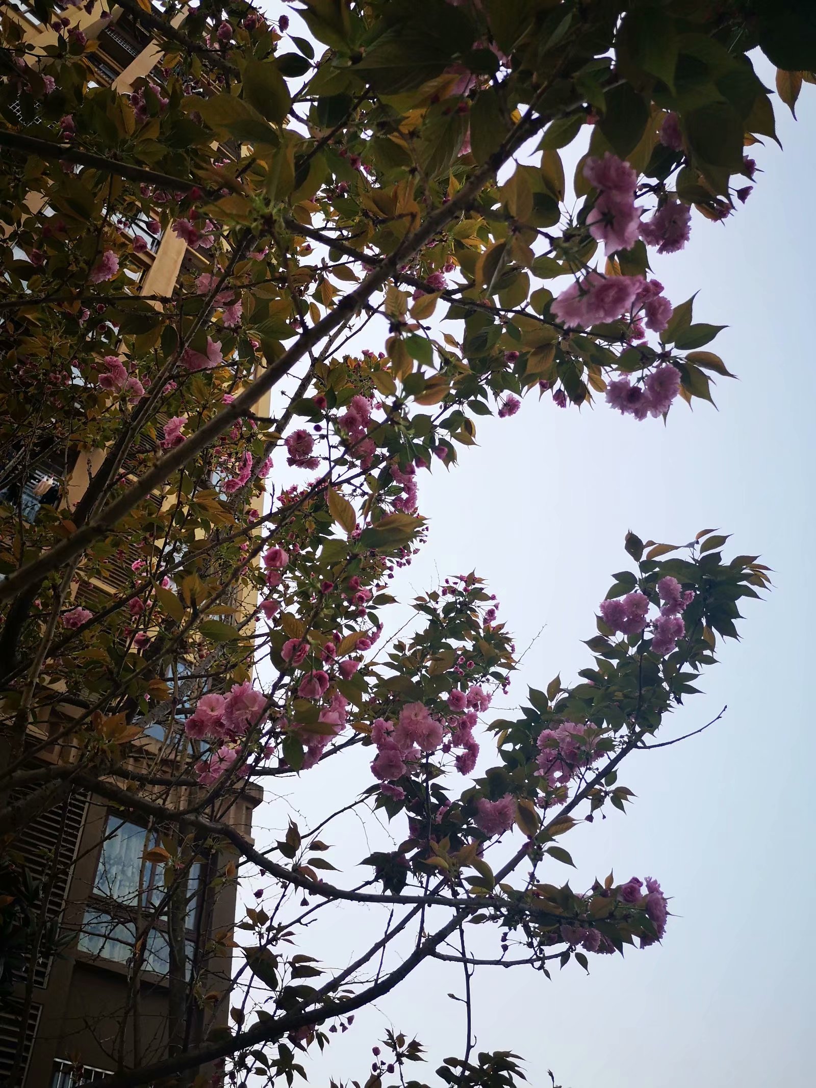 123042b5w7b1x2xhx5kanv.jpg