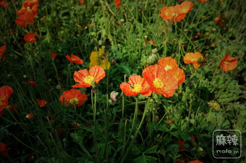 DSCF6964.JPG