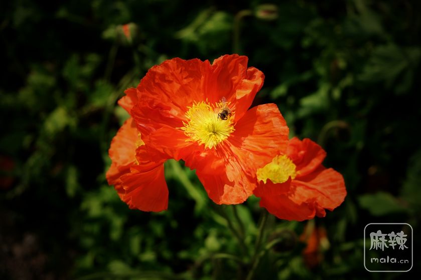 DSCF6977.JPG