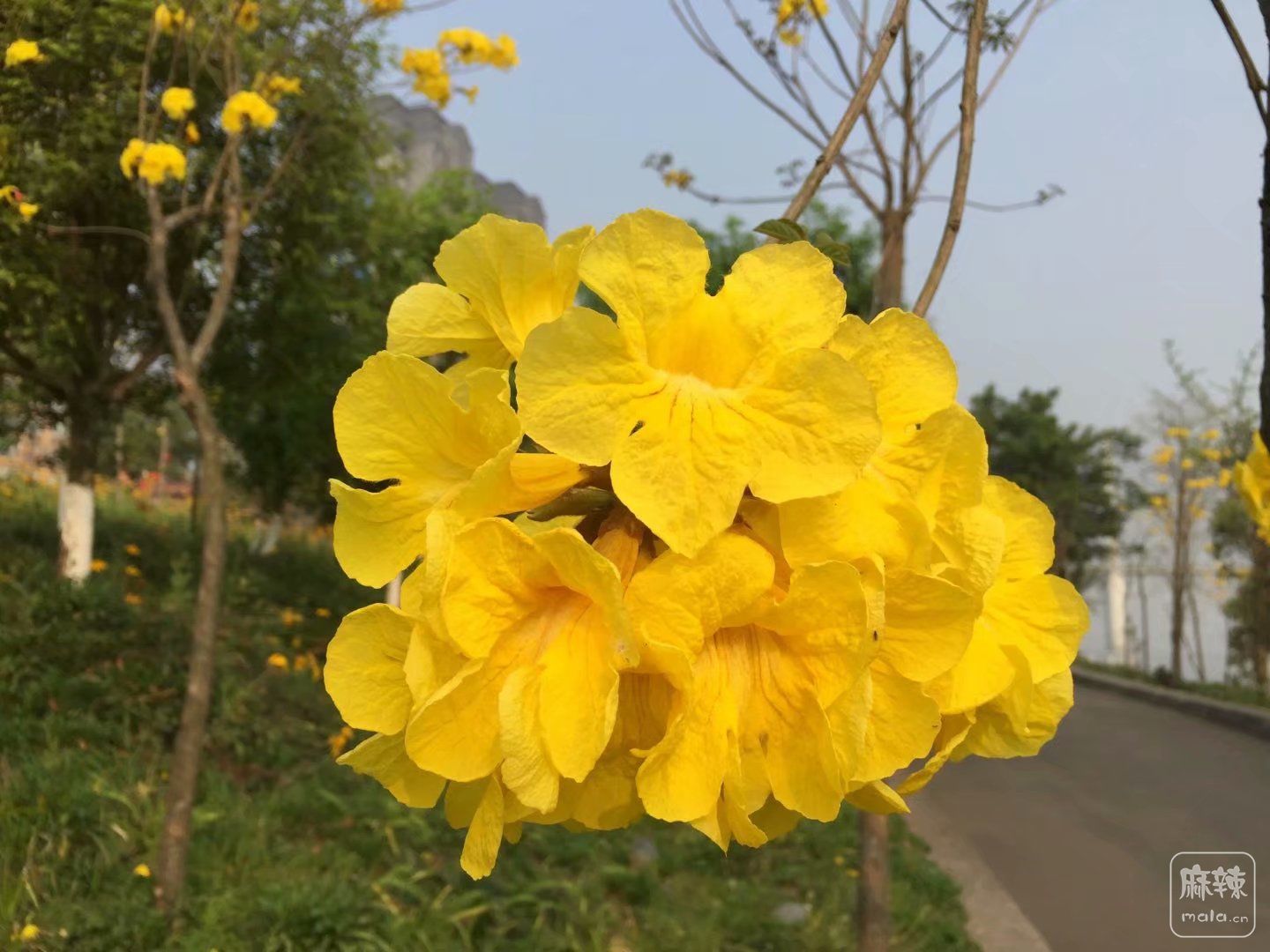 娇艳的黄木风铃花-麻辣摄影-麻辣社区