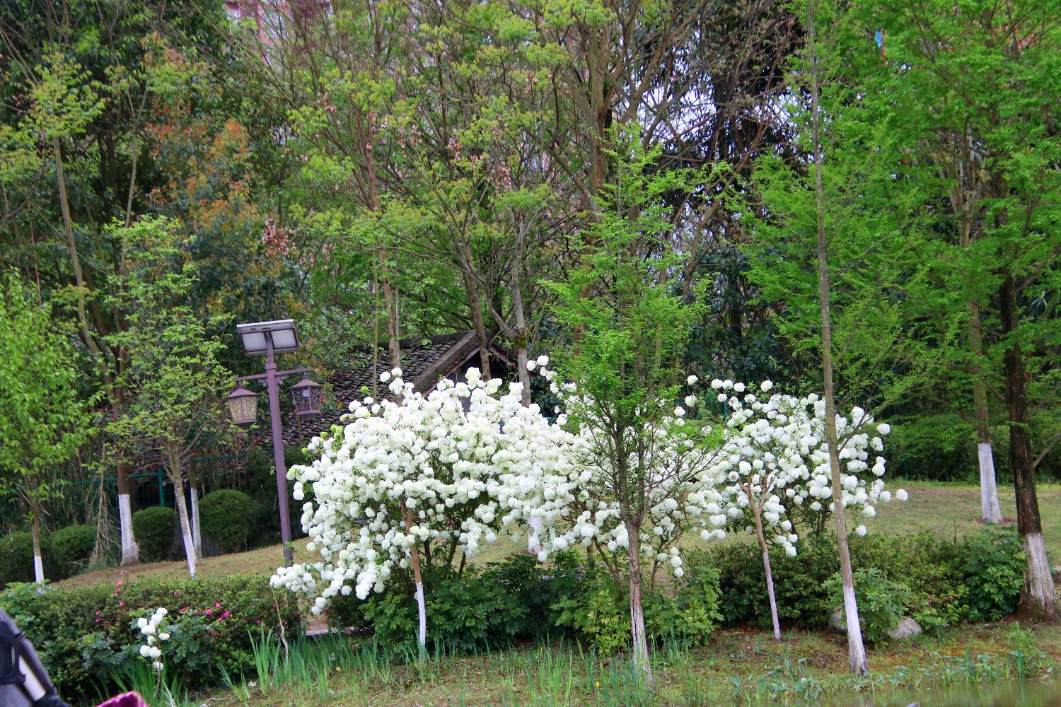 IMG_1438_dh.JPG