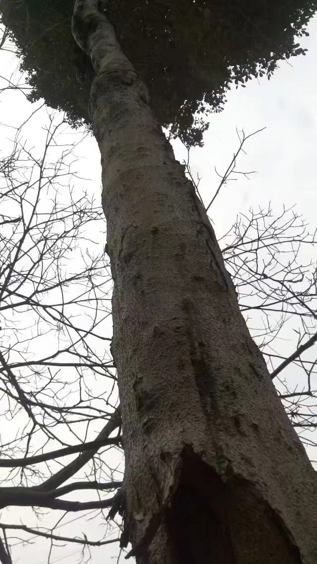麻梨疙瘩树70种图片图片