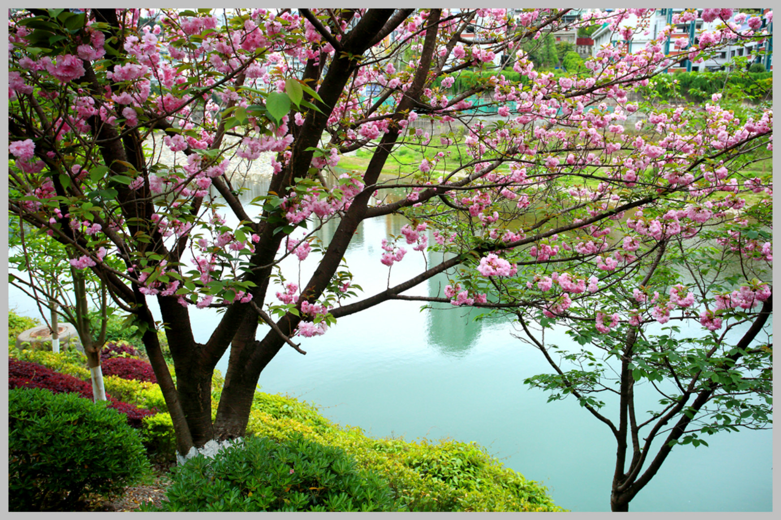 滨湖湿地公园樱花图片