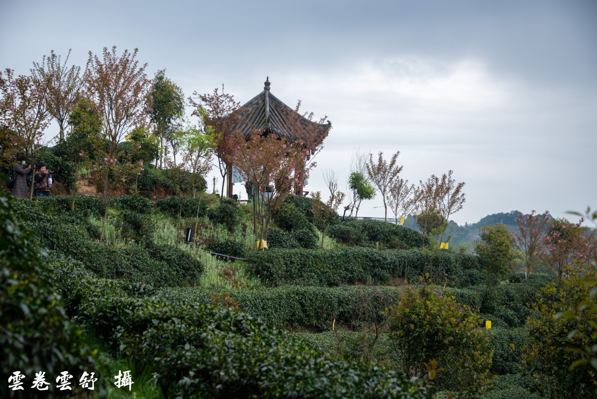 花溪茶谷风景区图片