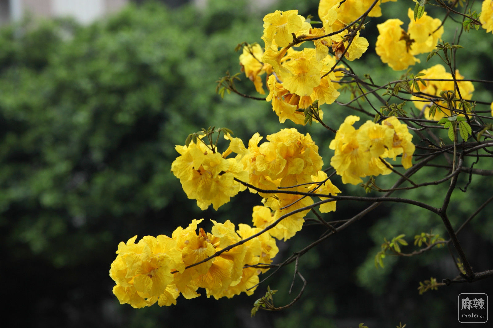 成都街头怒放的黄花风铃木