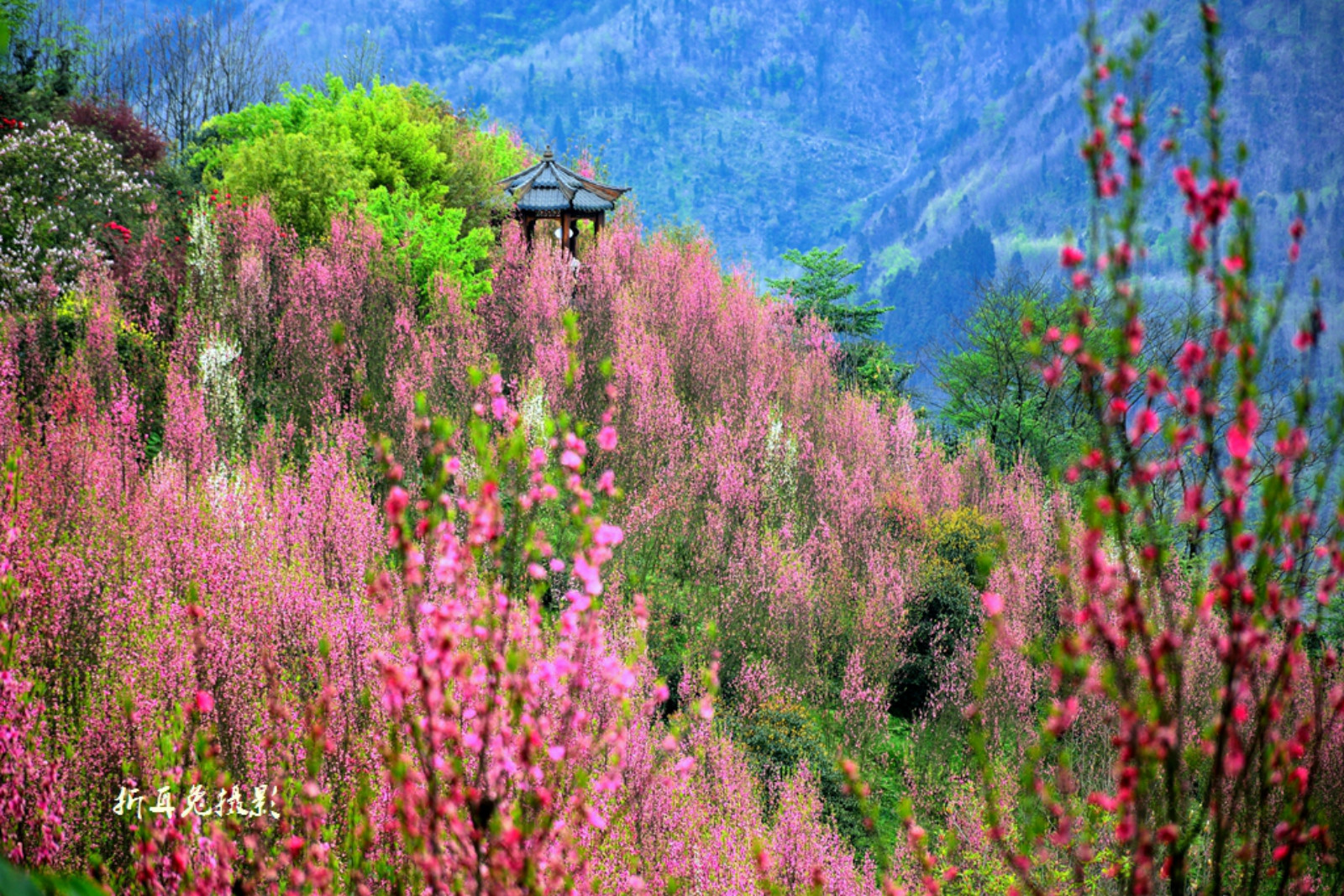 都江堰虹口花谷景区图片