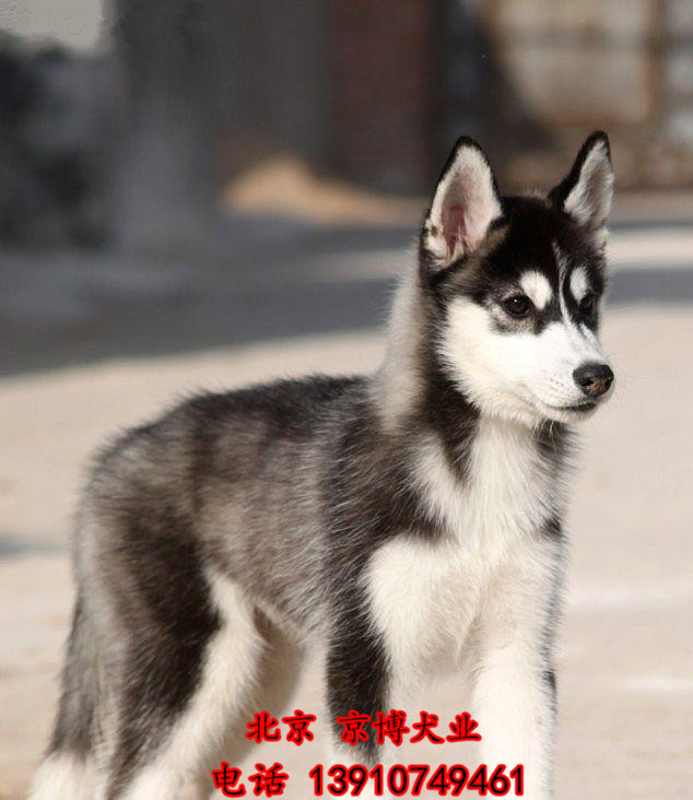 纯种哈士奇幼犬出售三火蓝眼哈士奇幼犬多少钱一只