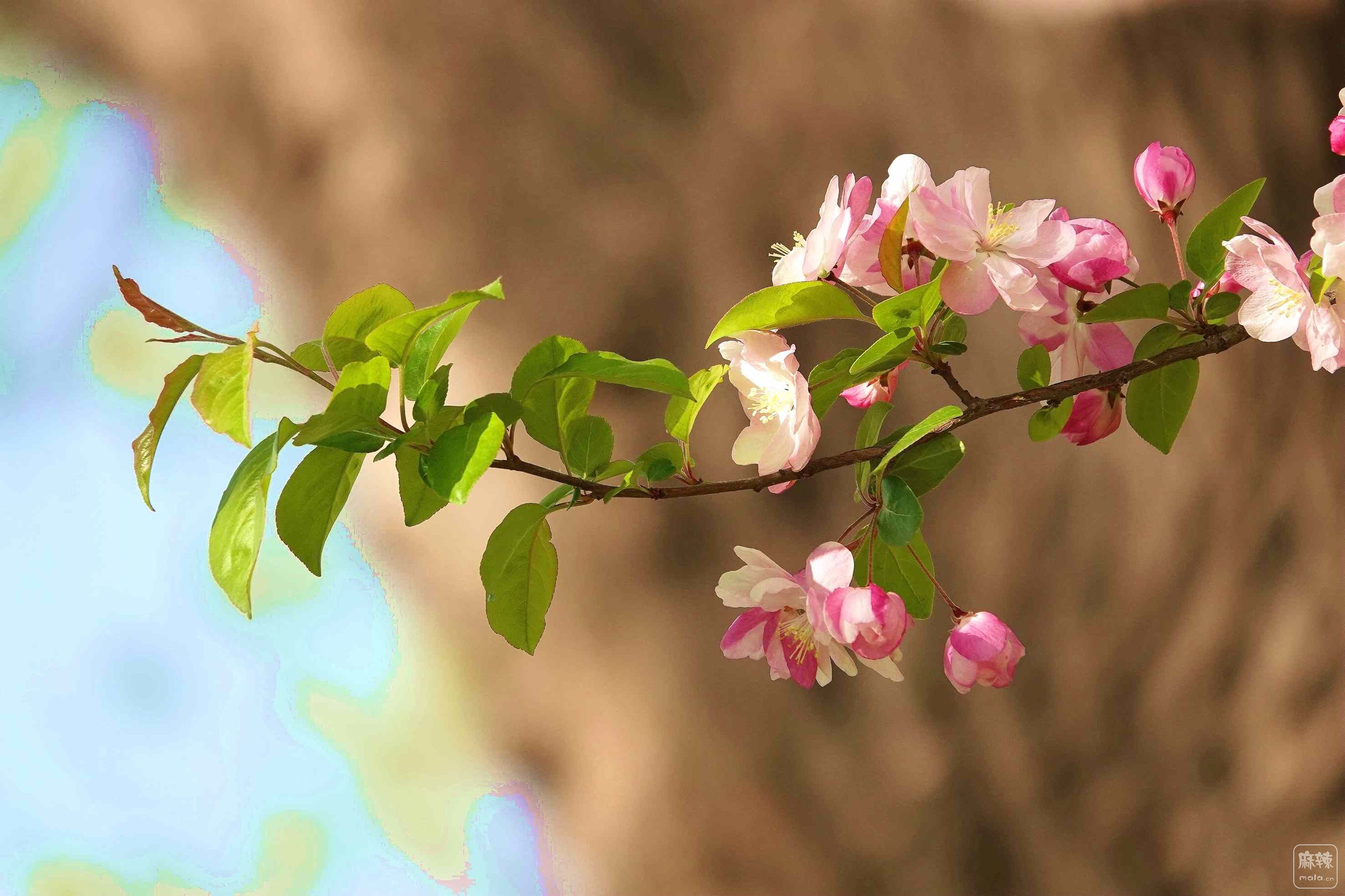 海塔棠花枝枝美