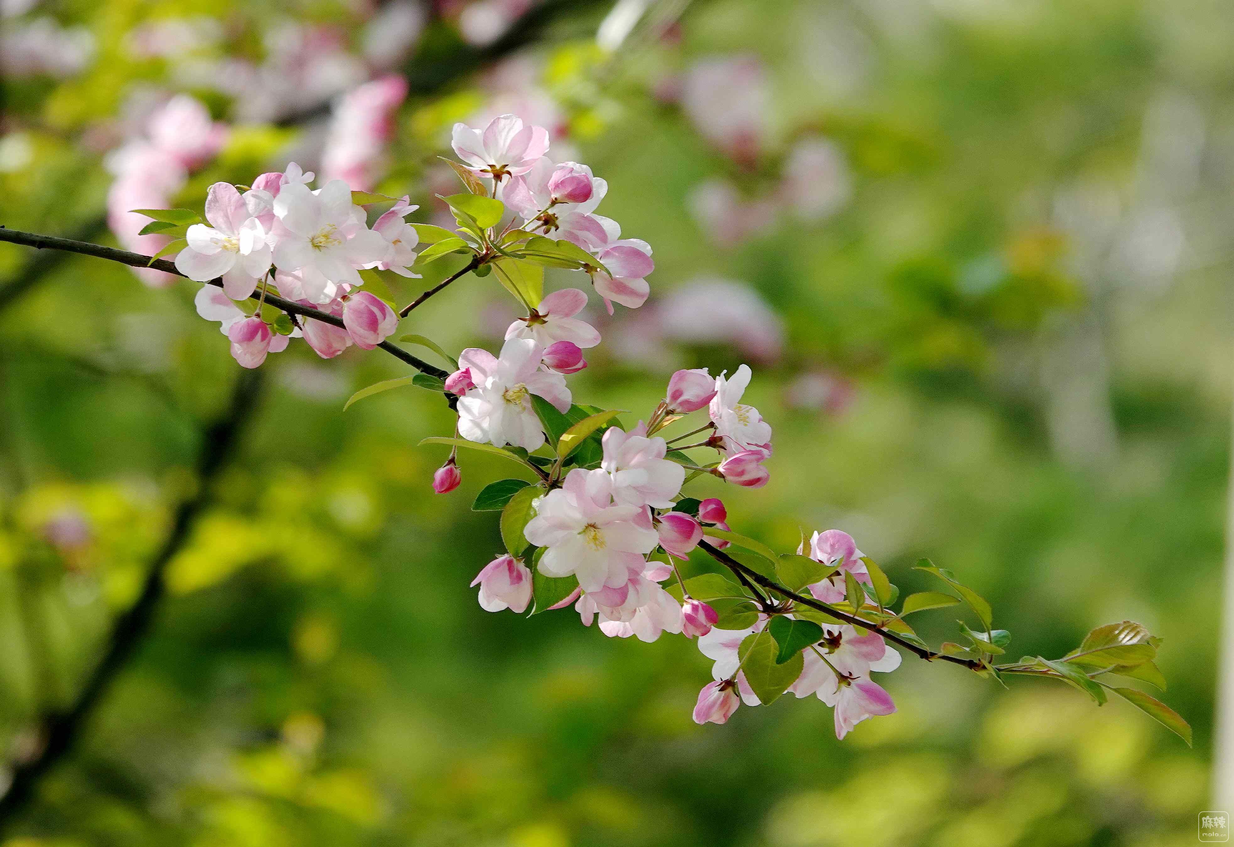 海塔棠花枝枝美