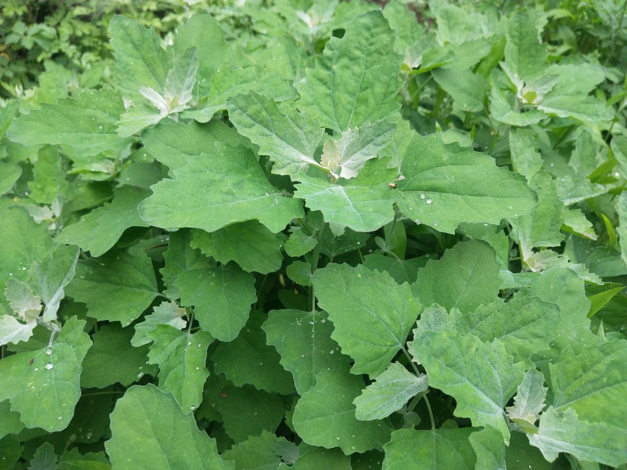 荒山野菜