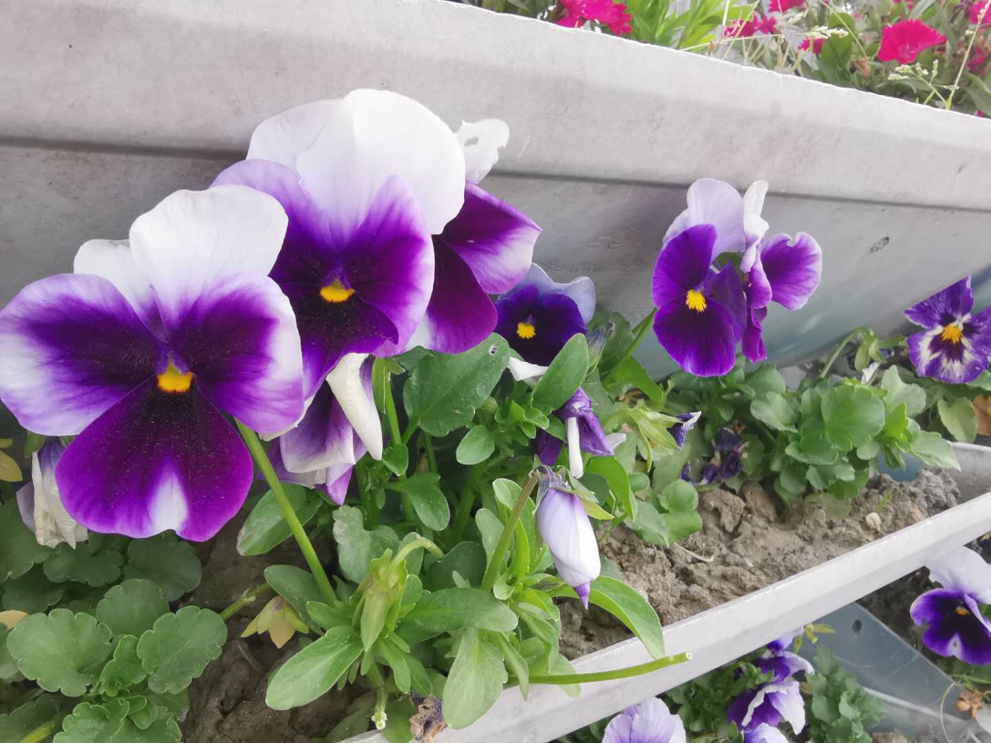 ΢ͼƬ_20200413090501.jpg