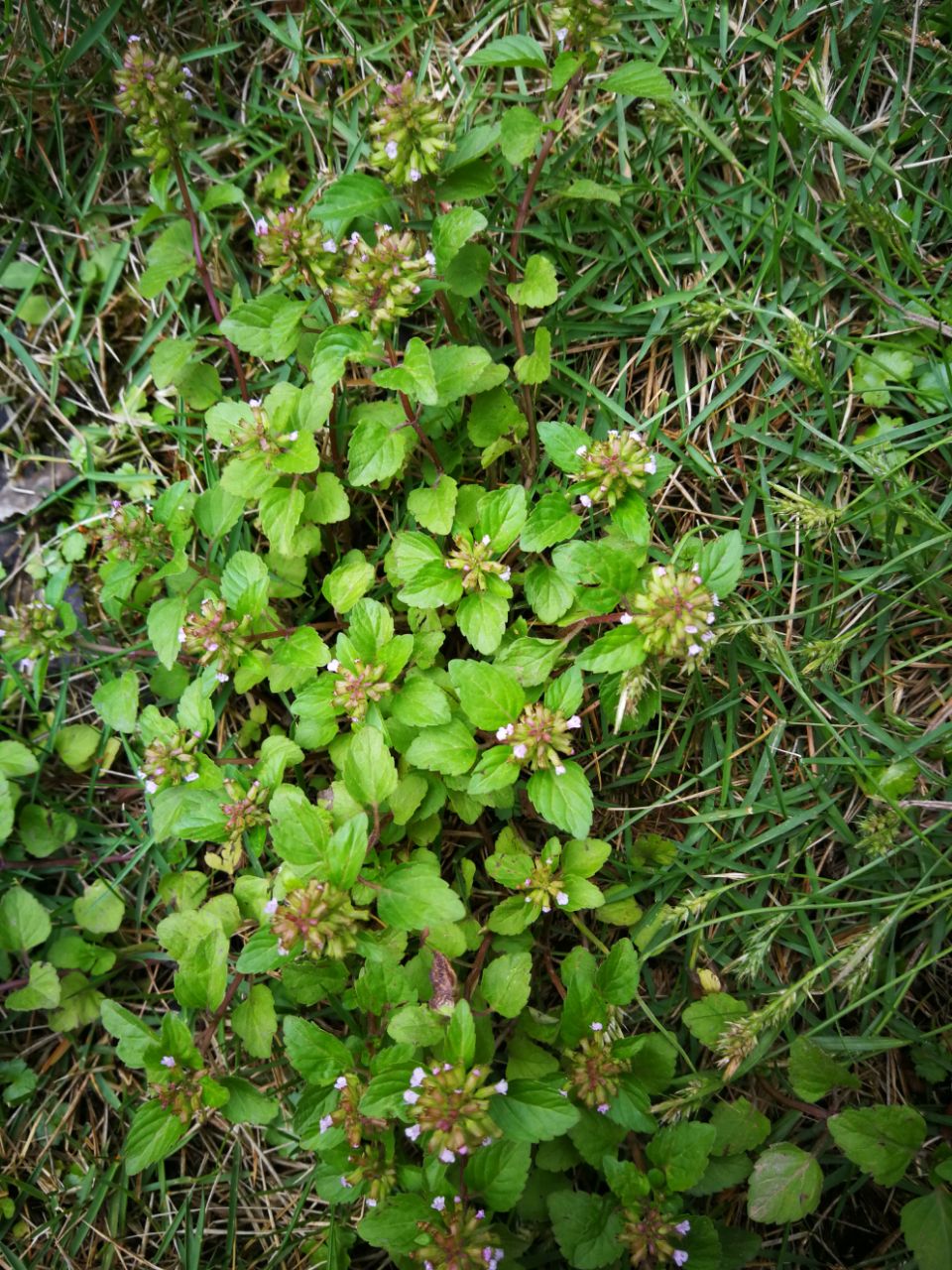 野薄荷