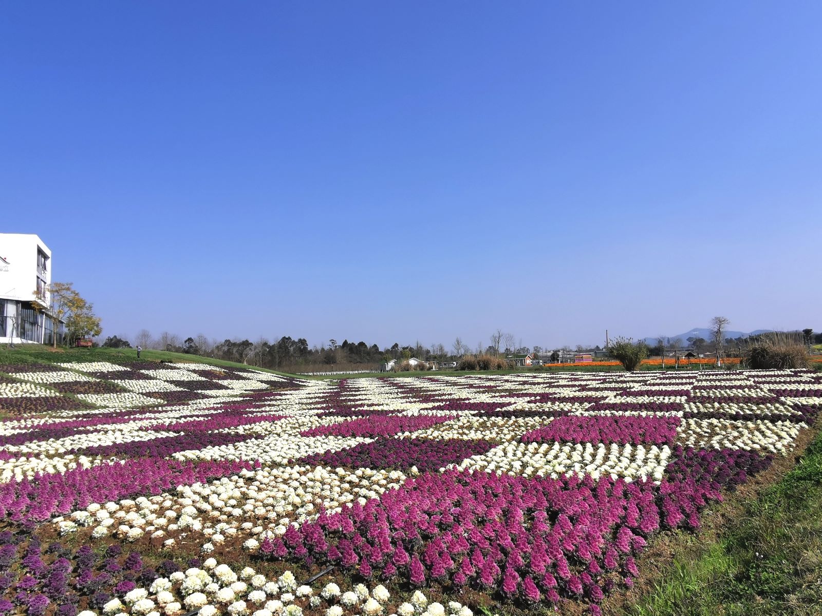 成都风景区图片 花海图片