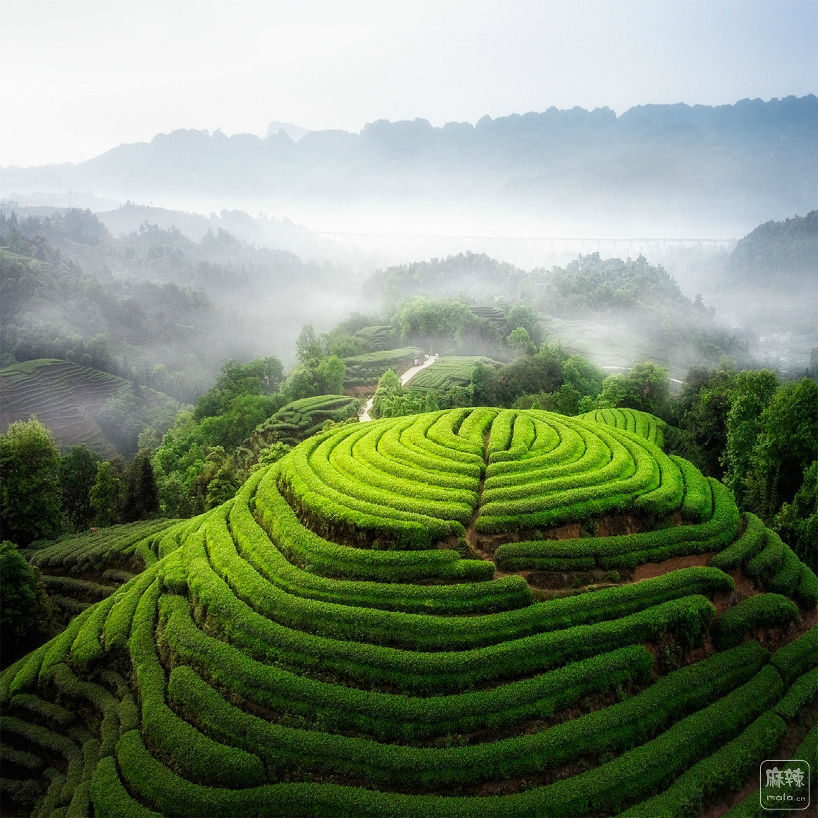 形容茶山自然美景图片