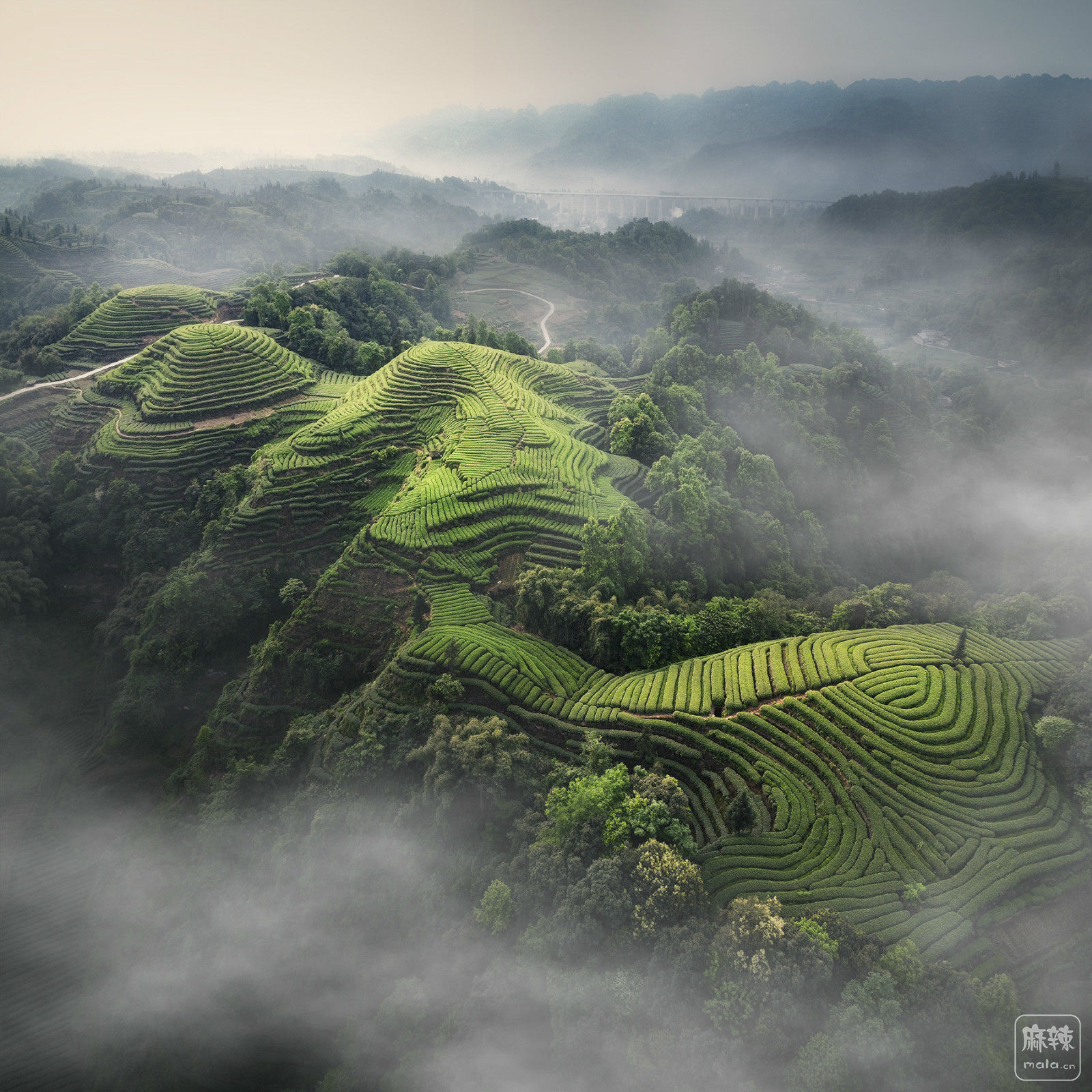 茶山春色图片