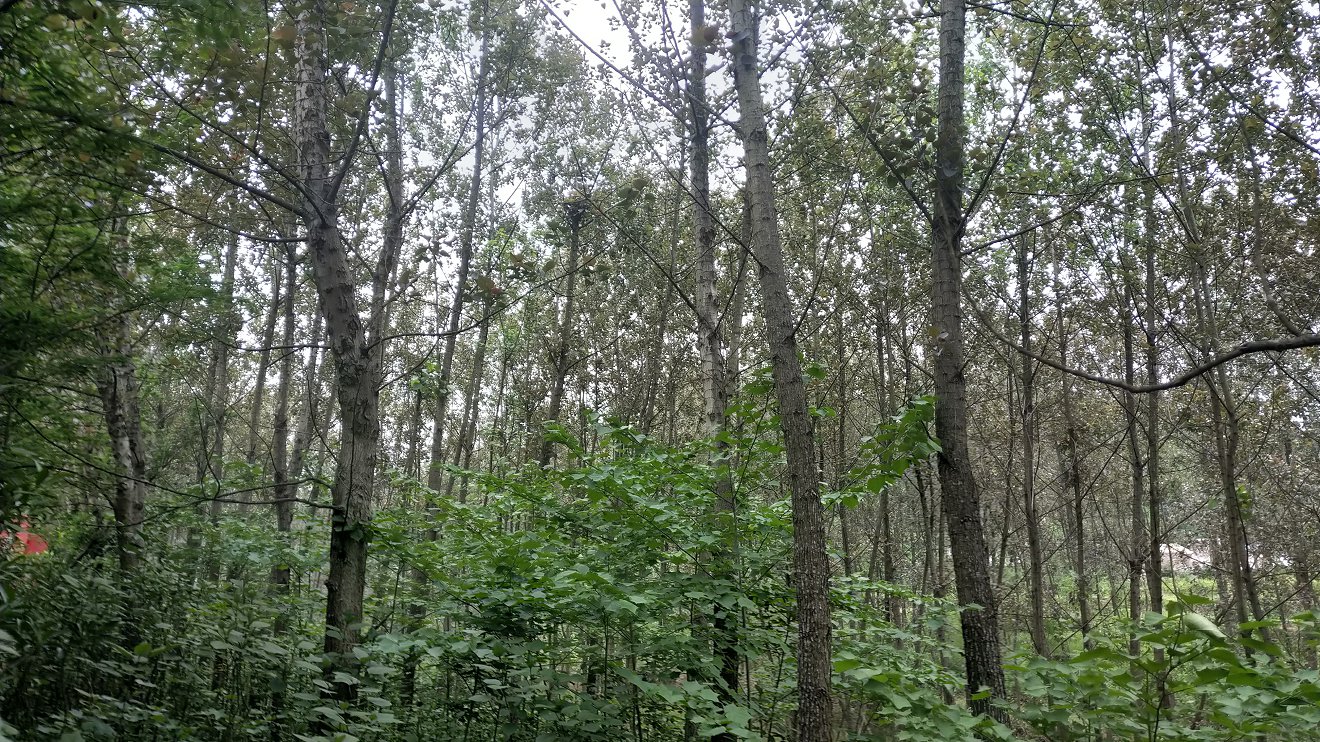 P00429-180236.jpg
