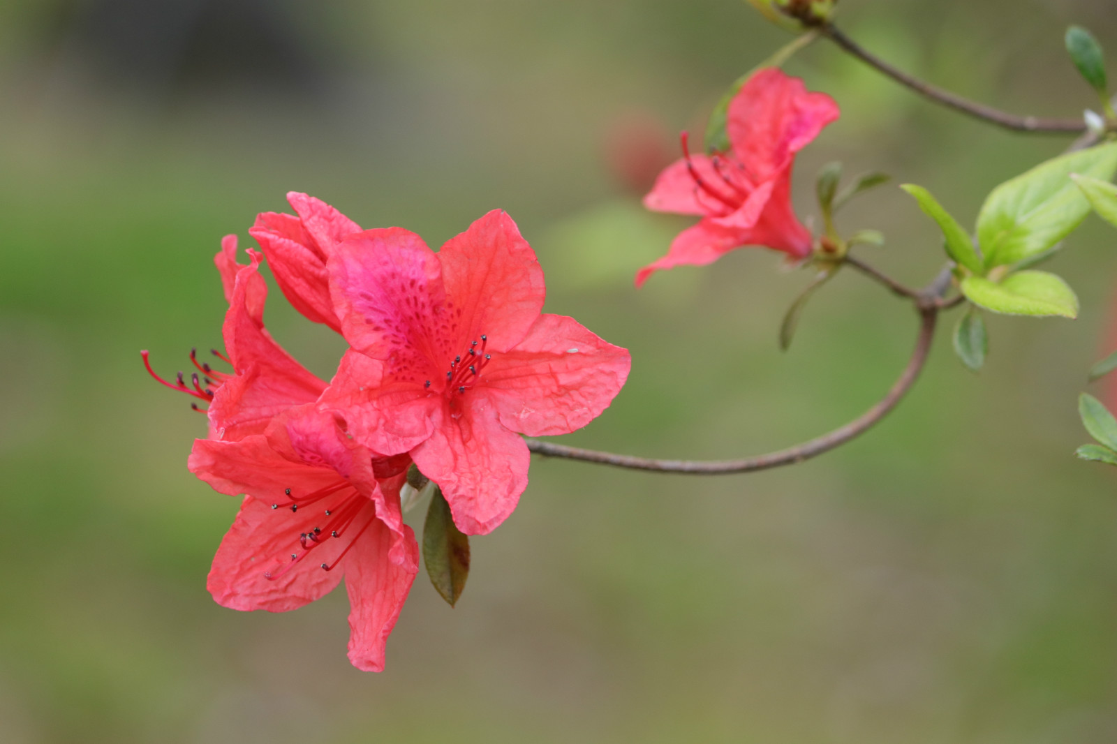 杜鹃花花瓣形状图片