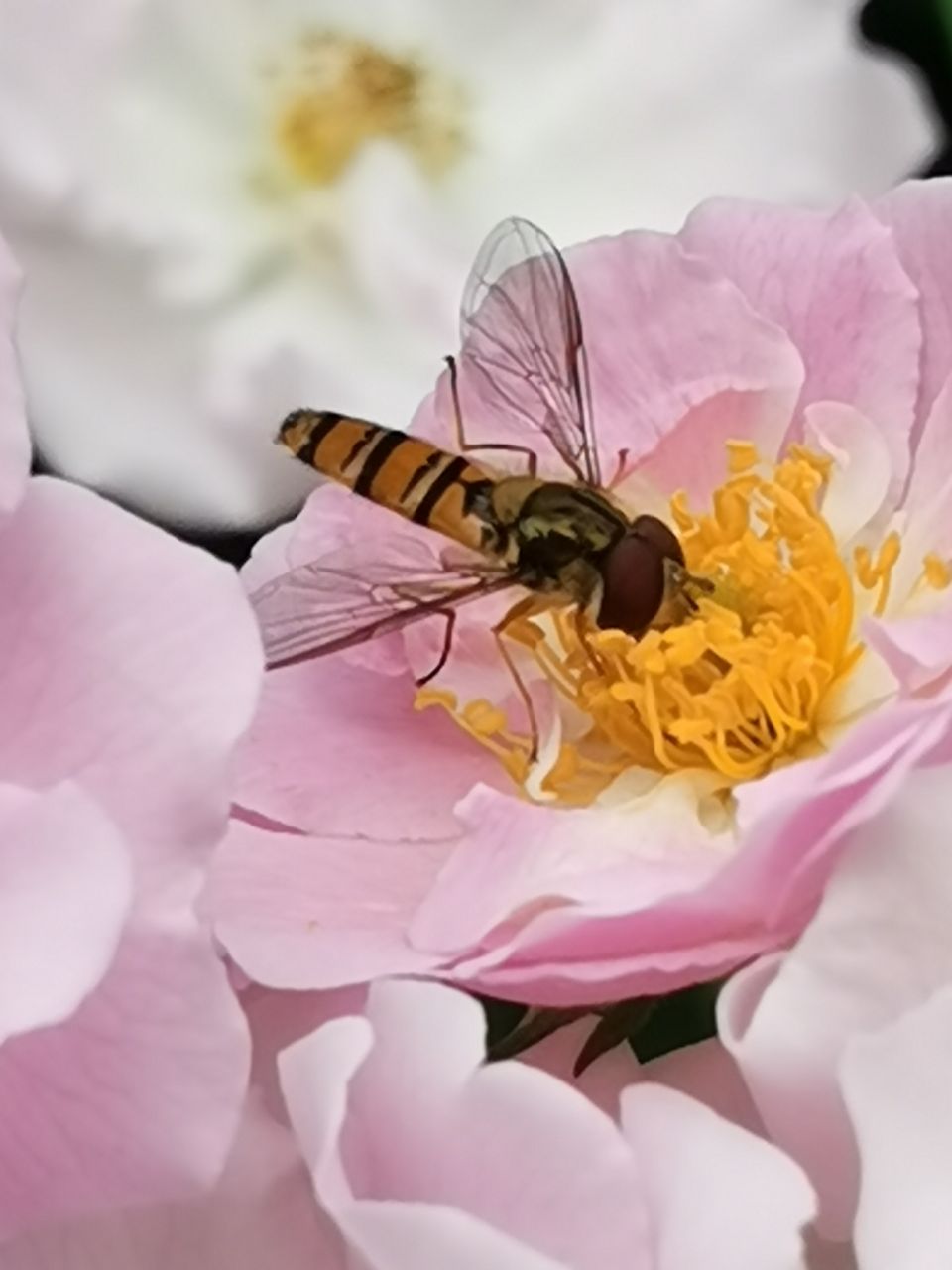 蔷薇花上的金小蜂