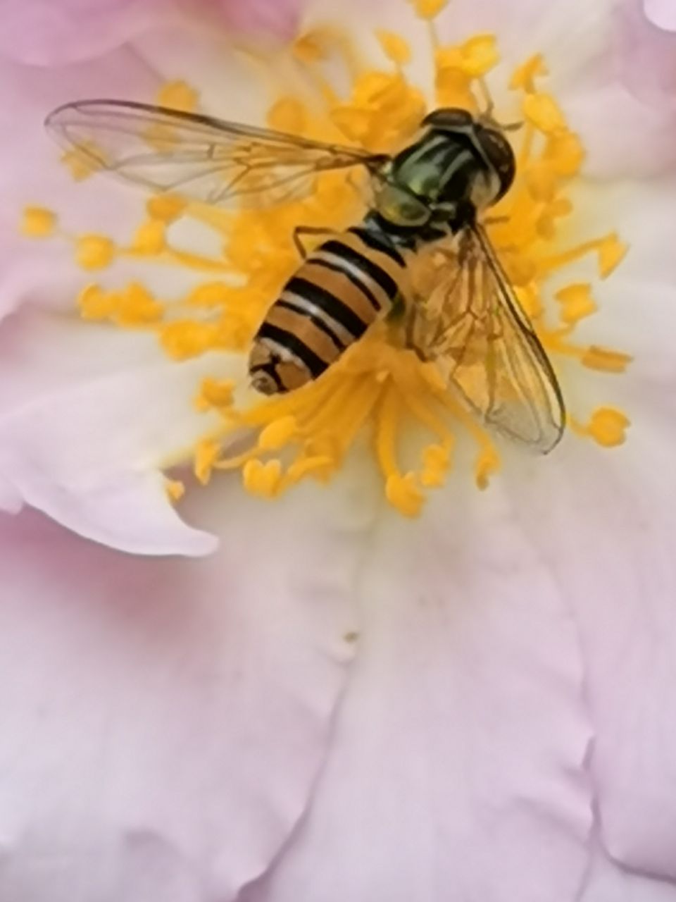 蔷薇花上的金小蜂