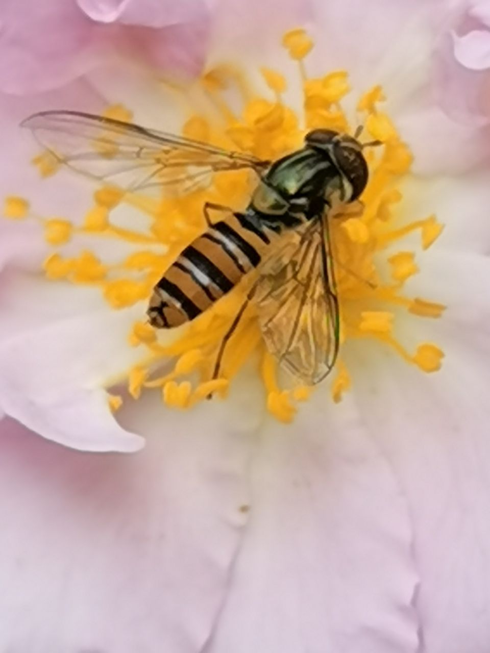 蔷薇花上的金小蜂