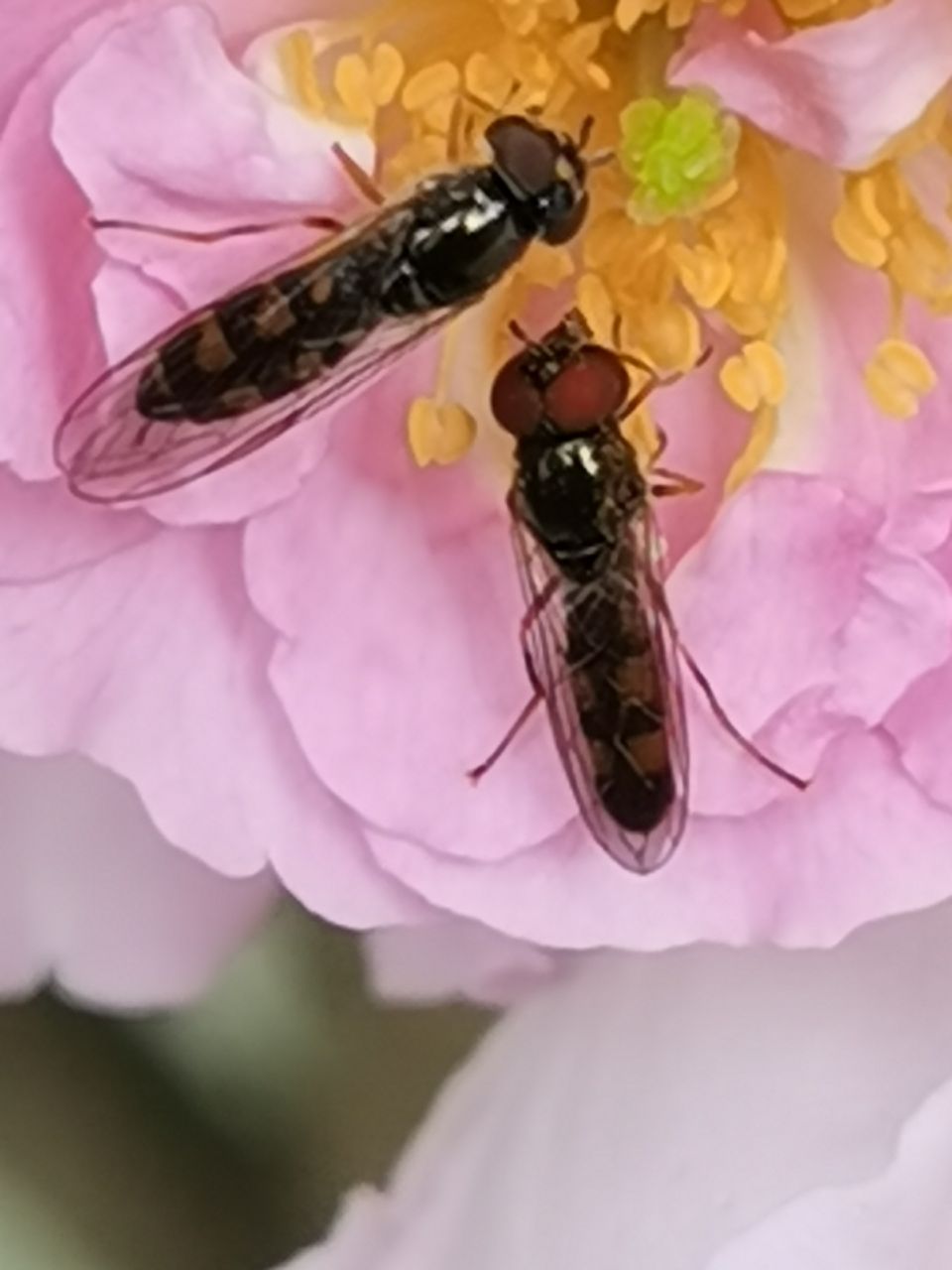 蔷薇花上的金小蜂