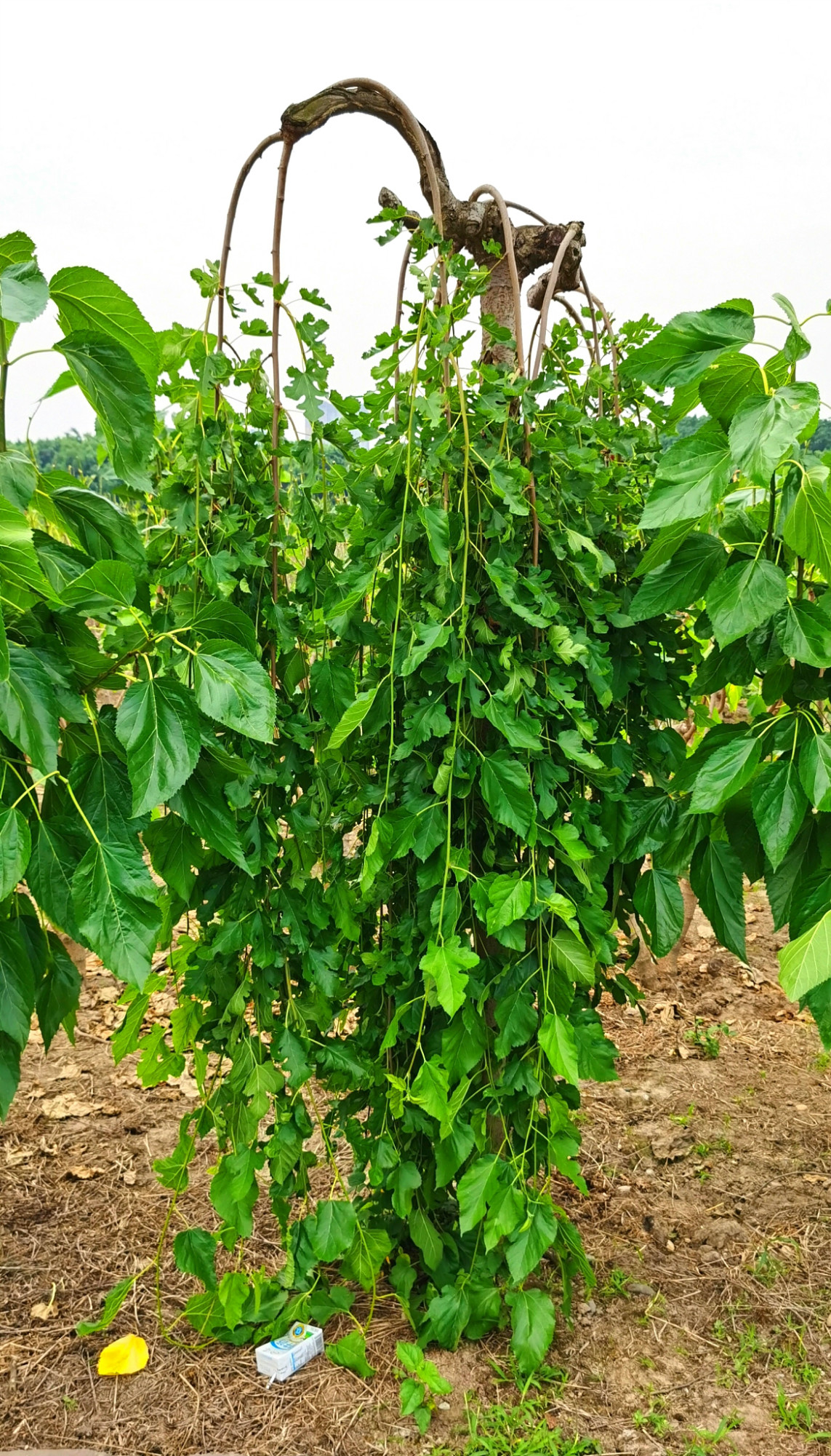 南充嘉陵江上中坝湿地公园中的柳桑成了一道旅游观光风景线