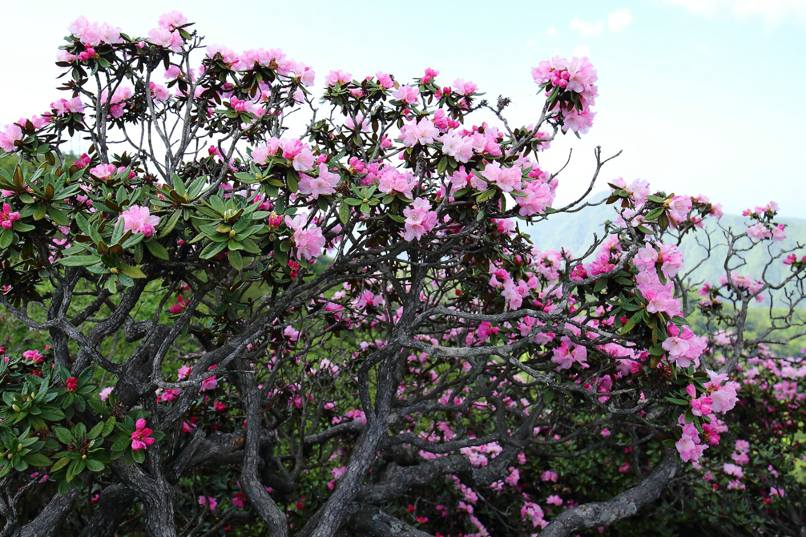 杜鹃花开香庐山