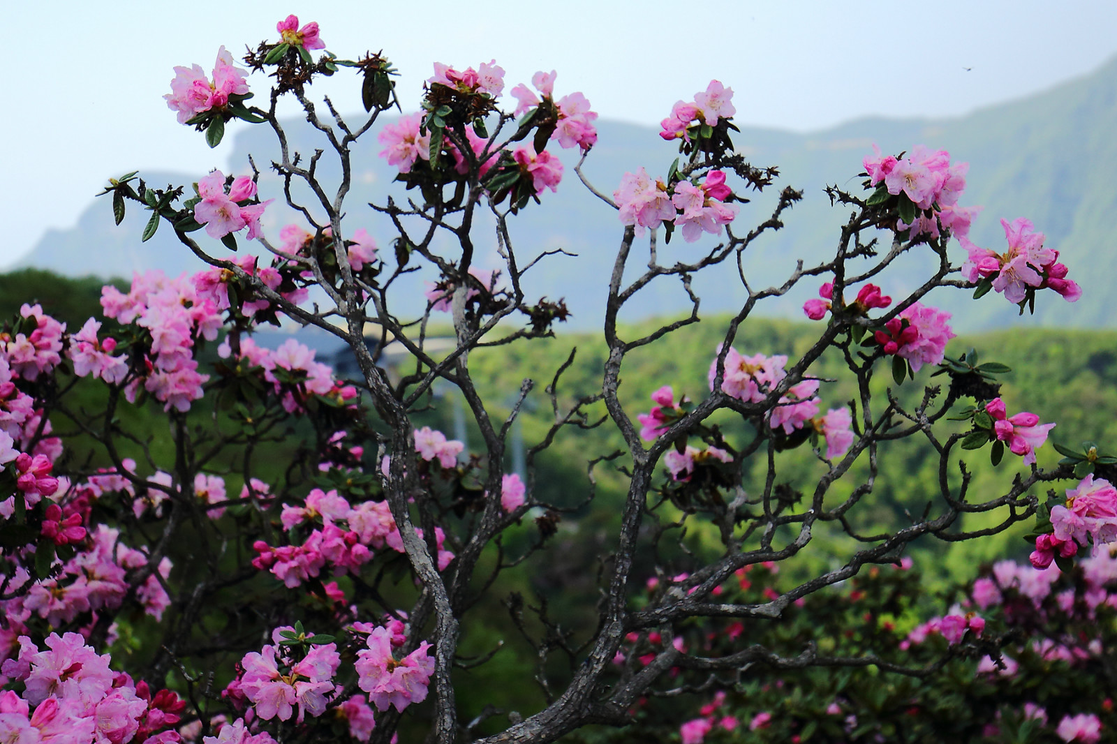 杜鹃花开香庐山-巴中论坛-麻辣社区