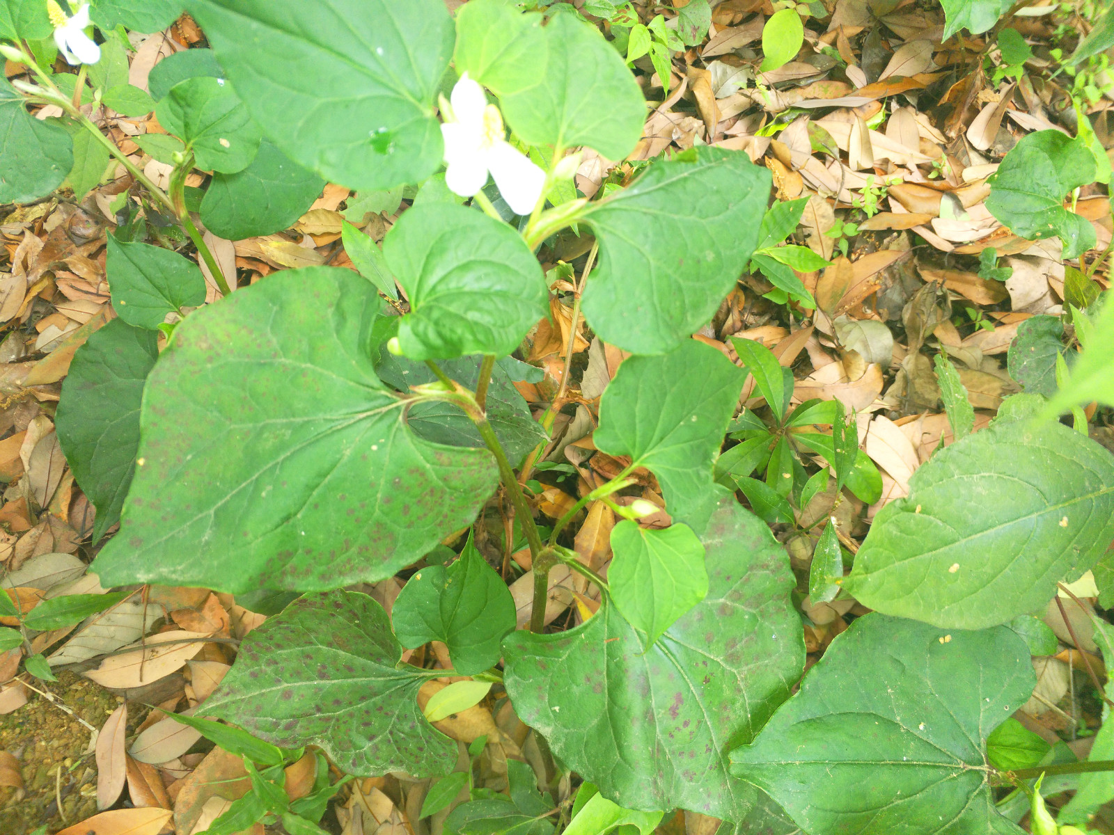 151018o0dupd1k1mmapds7.jpg