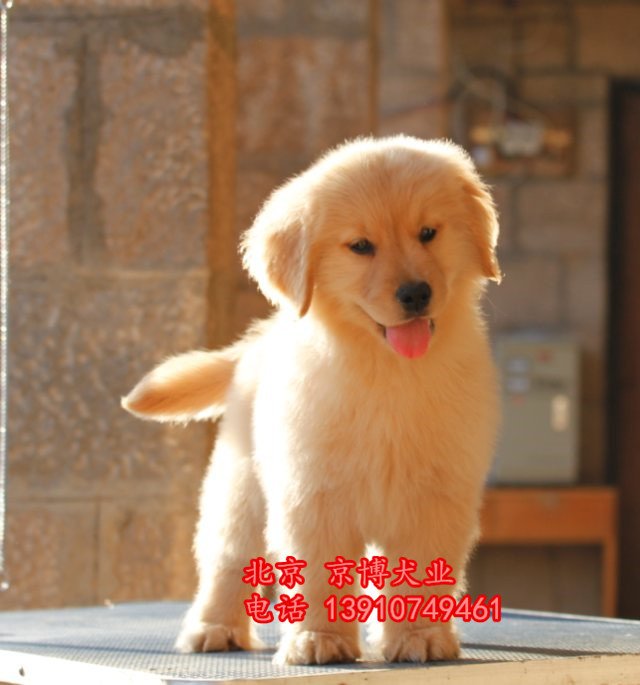 纯种大头金毛犬 枫叶系金毛幼犬出售