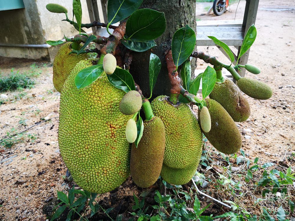 热带水果皇后菠萝蜜果树复制链接